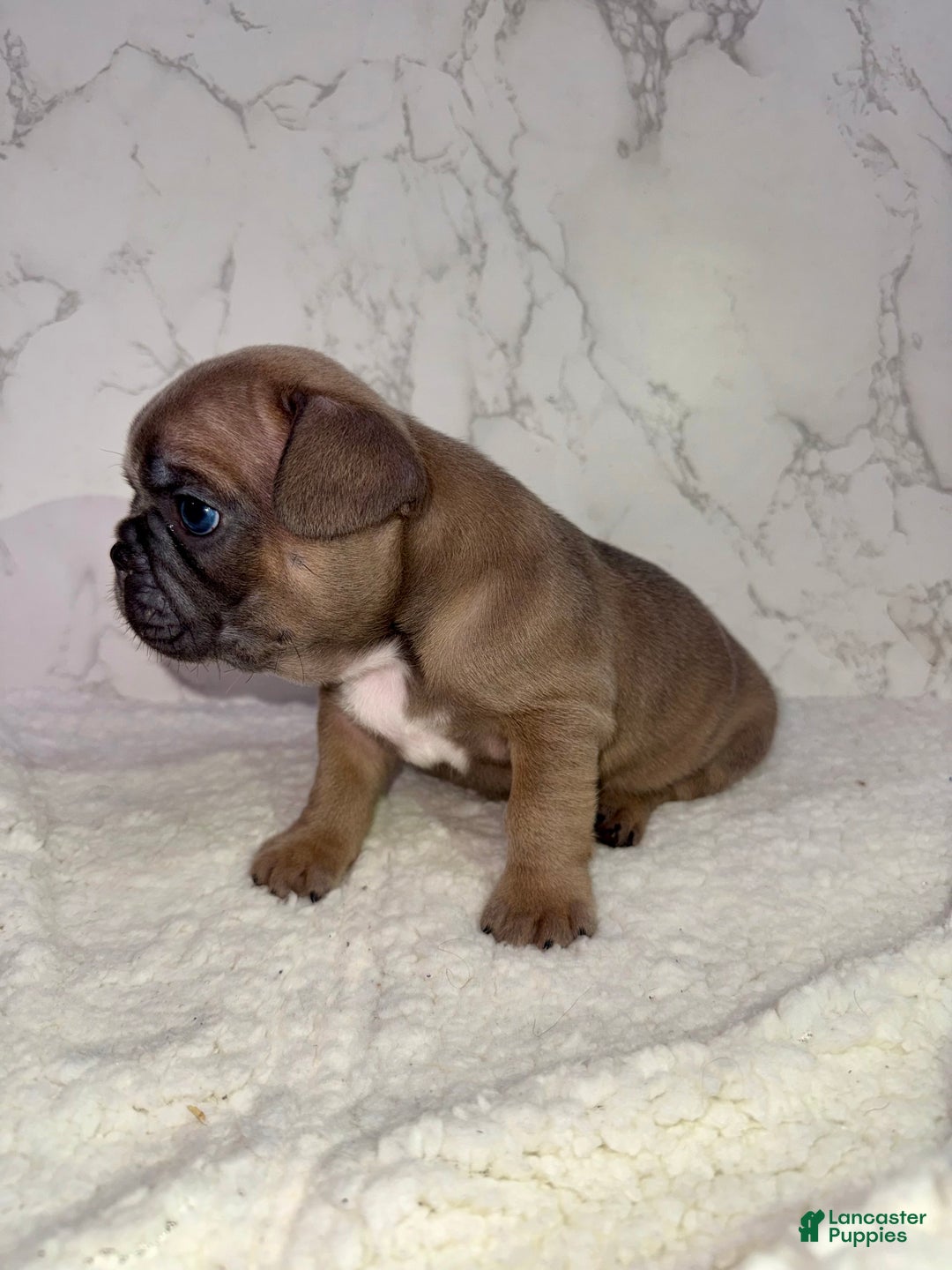 French Bulldog dogs for sale: Star - Ad 2