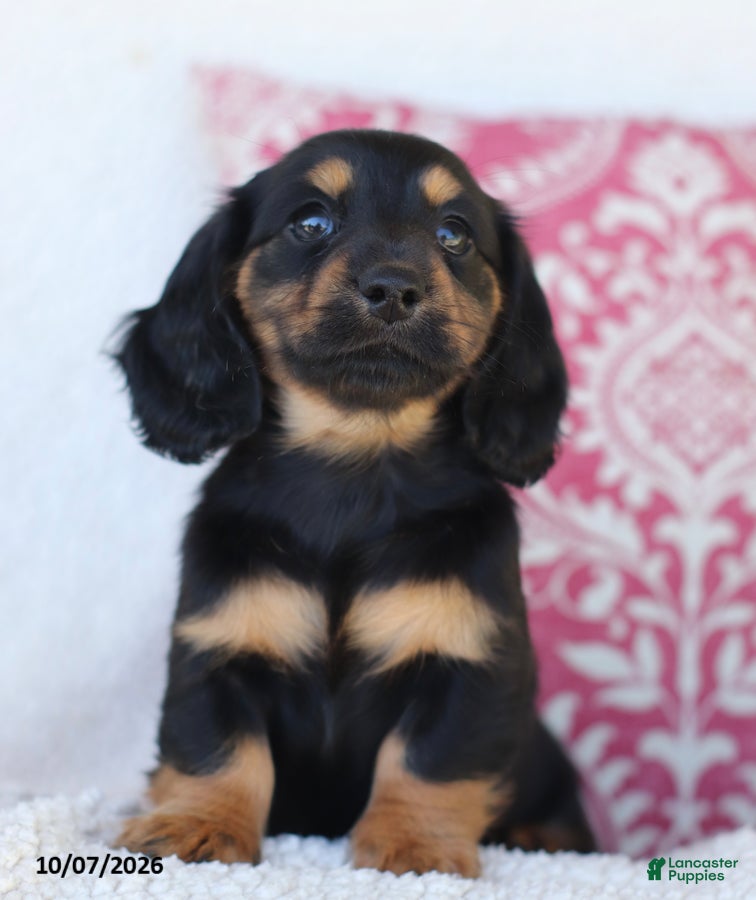 Miniature Dachshund dogs Misty - Ad 2