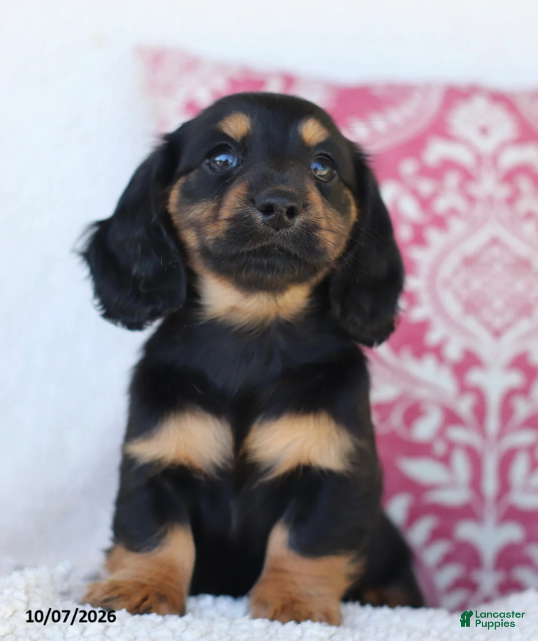 Miniature Dachshund dogs for sale: Misty - Ad 2