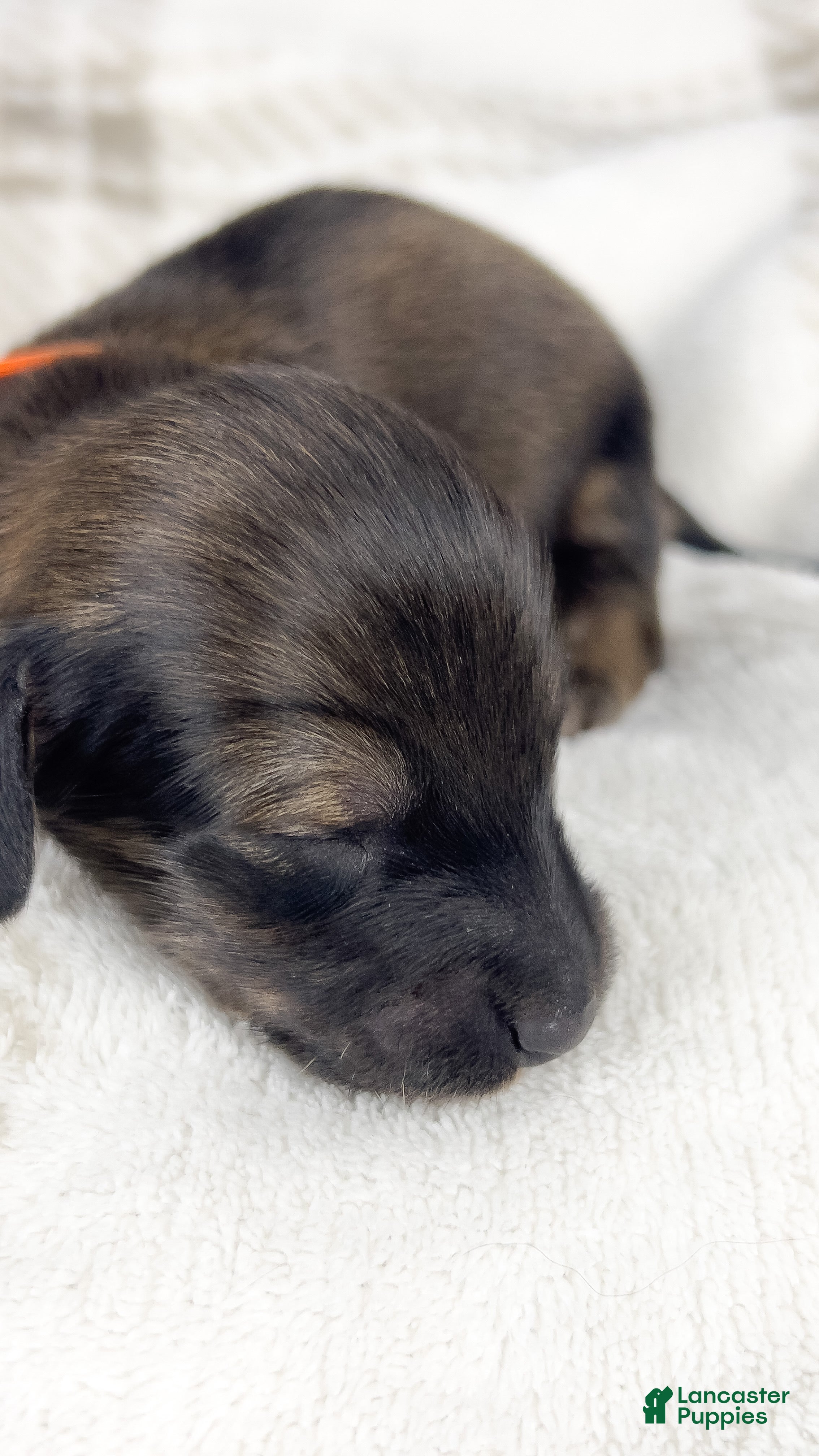 Miniature Dachshund dogs Frank - Ad 12