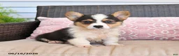 Welsh Corgi Pembroke dogs for sale: Mack  - Ad 5