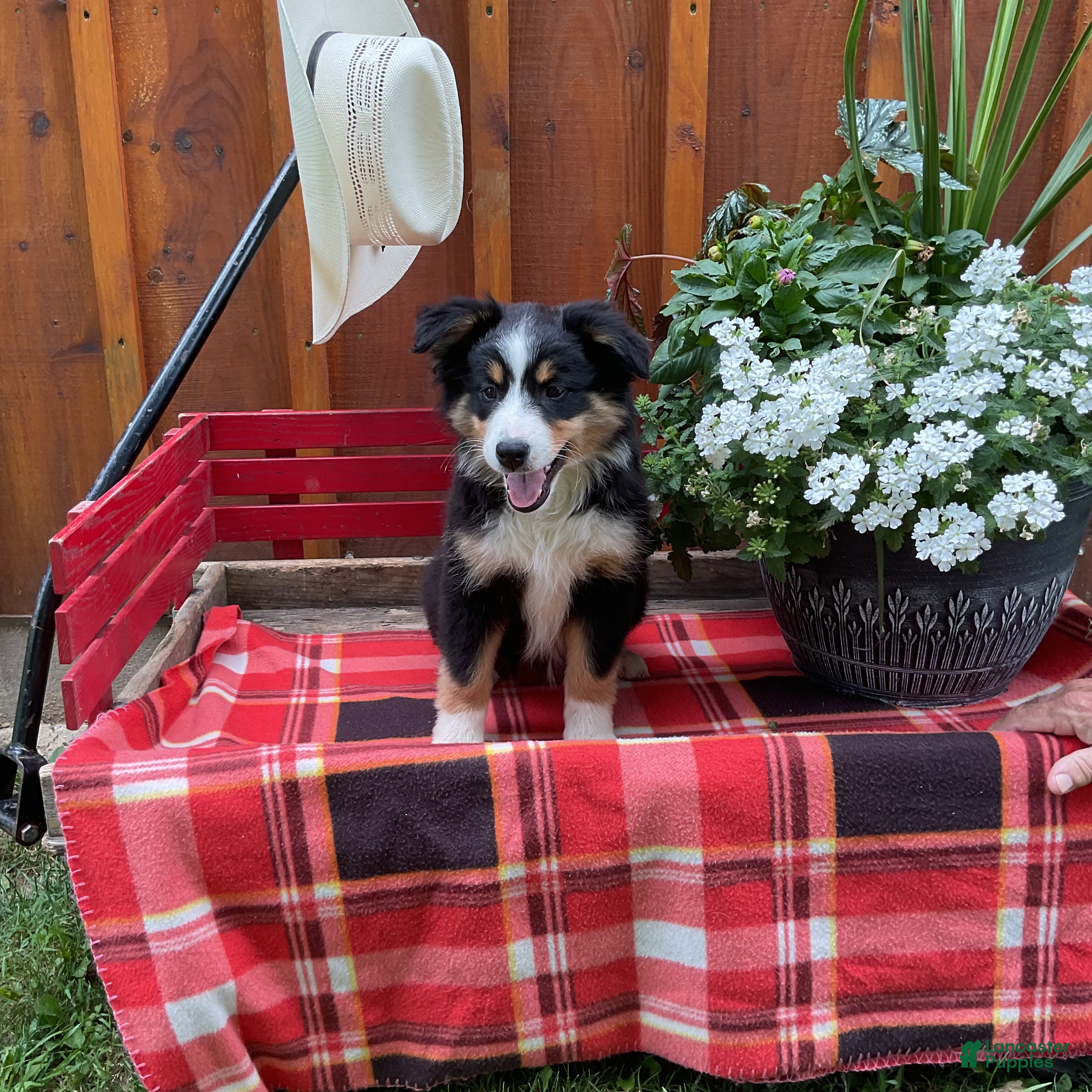 Miniature Australian Shepherd dogs Peggy - Ad 1