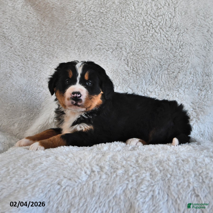 Bernese Mountain Dog dogs Bennett - Ad 2