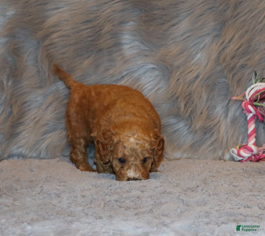 Mini Goldendoodle dogs for sale: Wanda - Ad 11