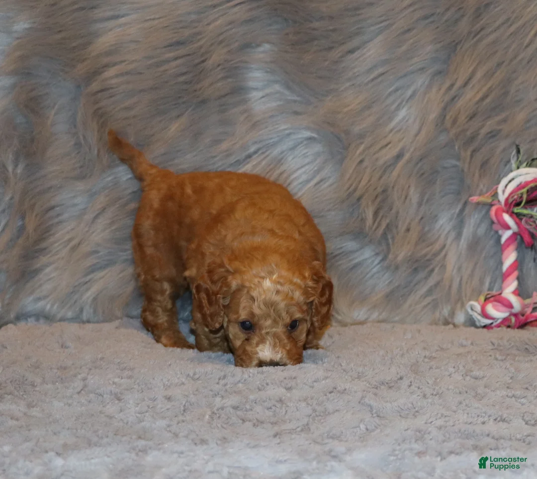 Mini Goldendoodle dogs for sale: Wanda🌷 Genetic Clear Parents - Ad 11