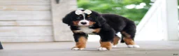 Bernese Mountain Dog dogs for sale: Bailey - Ad 5