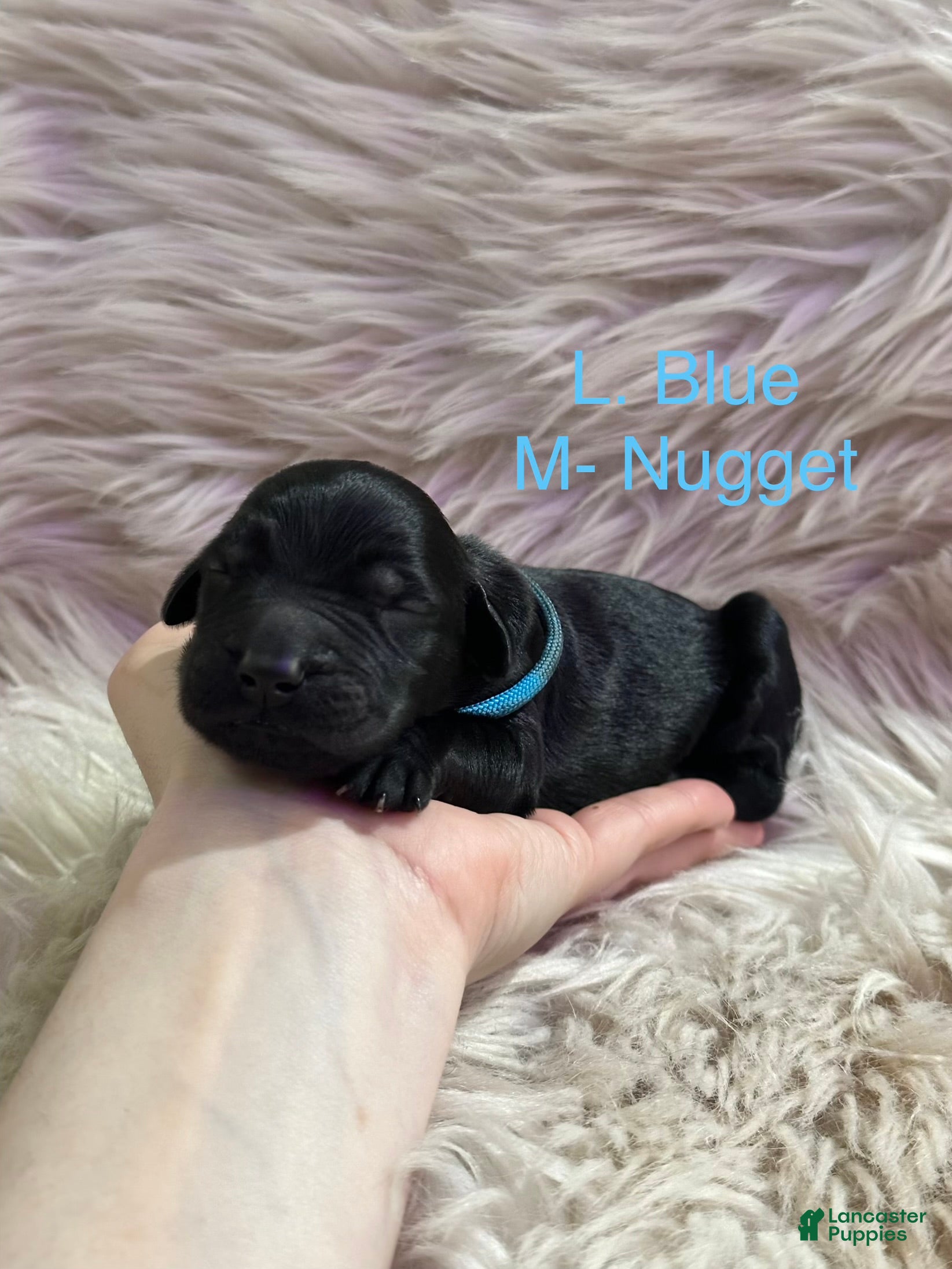 Goldendoodle dogs Goldendoodle Puppy 1 - Ad 5