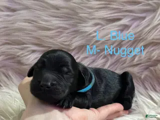 Goldendoodle dogs Goldendoodle Puppy 1 - Ad 5