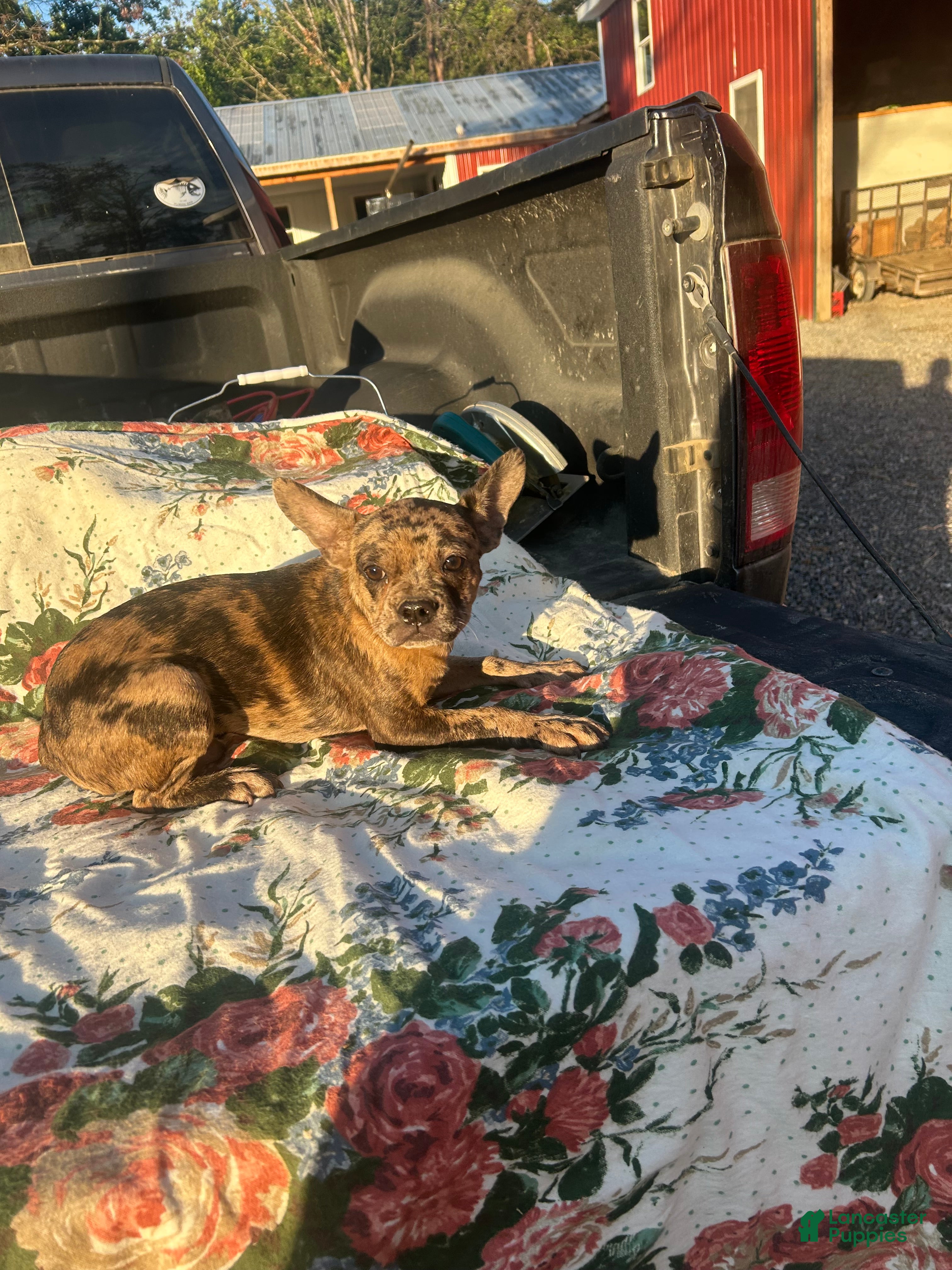 French Bulldog dogs Marty - Ad 8