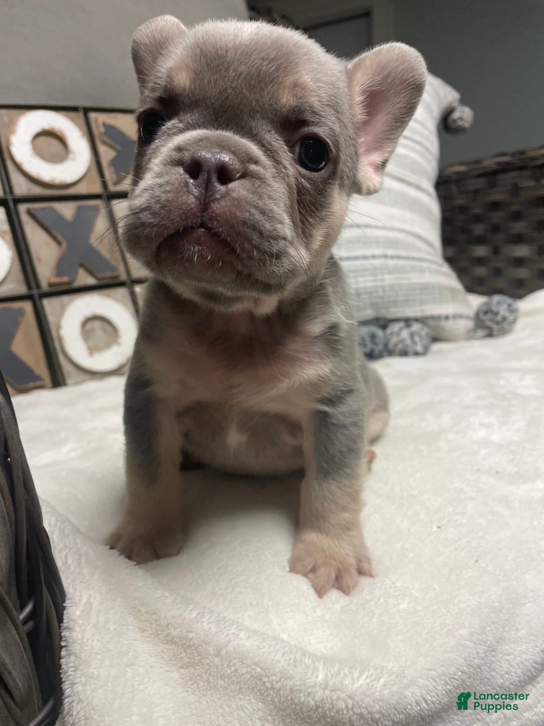 French Bulldog dogs for sale: French Bulldog Puppy 2 - Ad 5