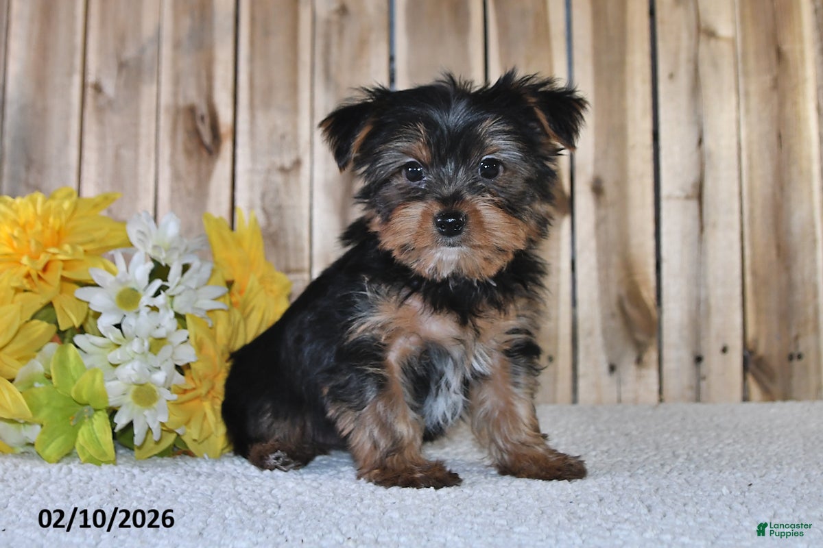 Yorkshire Terrier dogs Joey - Ad 35
