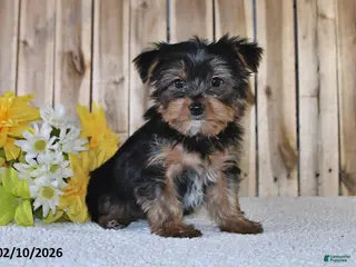 Yorkshire Terrier dogs Joey - Ad 35