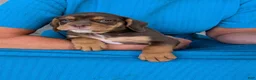 Beabull dogs for sale: Winston  - Ad 16