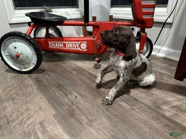 German Shorthaired Pointer dogs Miley - Ad 2