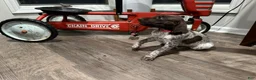 German Shorthaired Pointer dogs for sale: Miley - Ad 2
