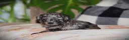 Toy Poodle dogs for sale: Kenya - Ad 3