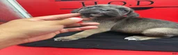 Cane Corso dogs for sale: Brutus - Ad 4