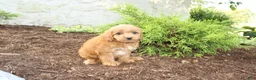 Cavapoo dogs for sale: Acorn - Ad 3