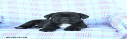 Cane Corso dogs for sale: Stanley - Ad 3