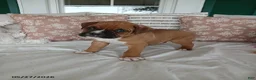 Boxer dogs for sale: Tyson - Ad 4