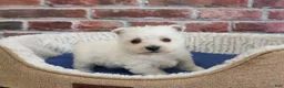 West Highland Terrier dogs for sale: Stefan - Ad 3