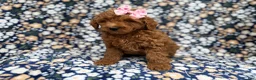 Cockapoo dogs for sale: Rain - Ad 6