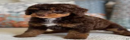 Miniature Poodle dogs for sale: Artie - Ad 5