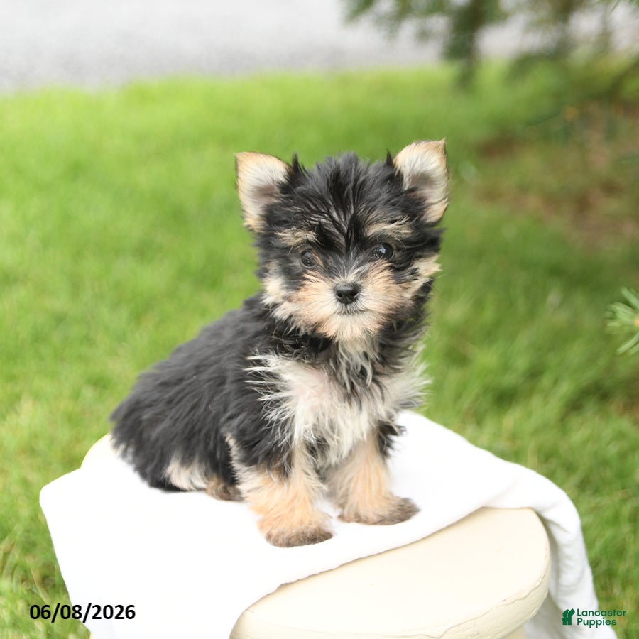 Morkie dogs Bella   - Ad 1