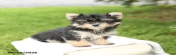 Morkie dogs for sale: Bella   - Ad 1