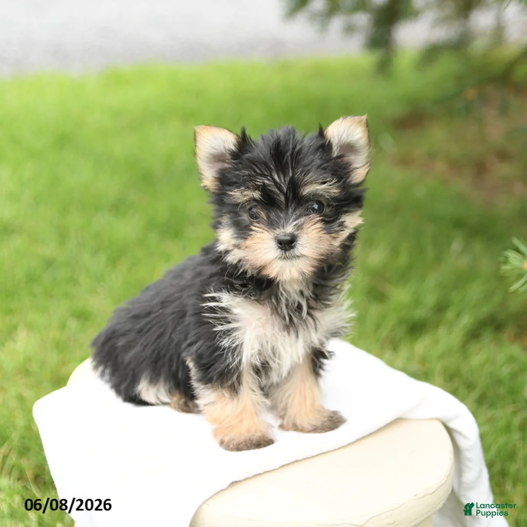 Morkie dogs for sale: Bella   - Ad 1