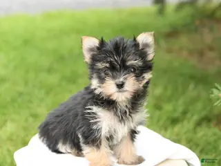 Morkie dogs for sale: Bella - Ad 2