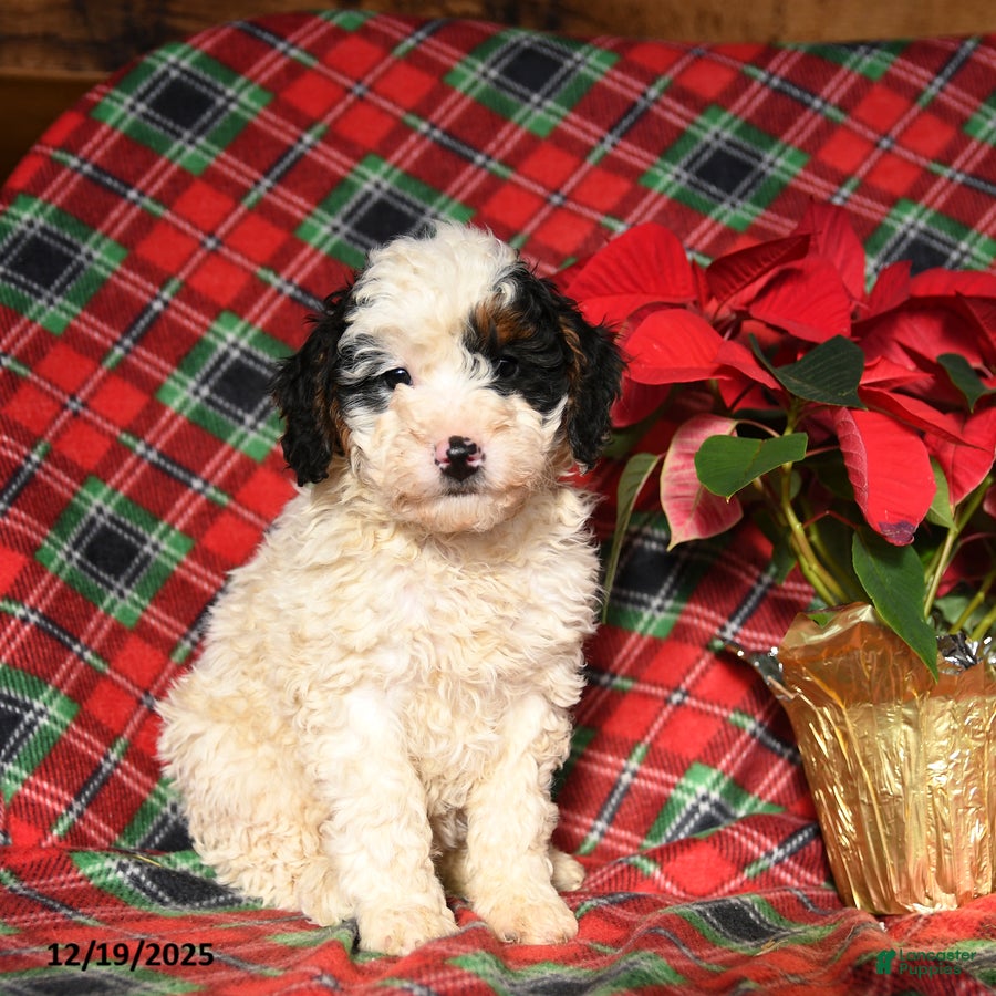 Mini Bernedoodle dogs Lolly - Ad 35