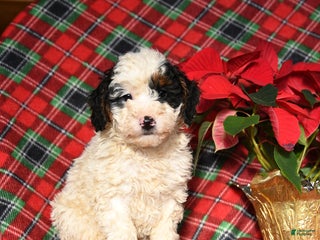 Mini Bernedoodle dogs Lolly - Ad 35
