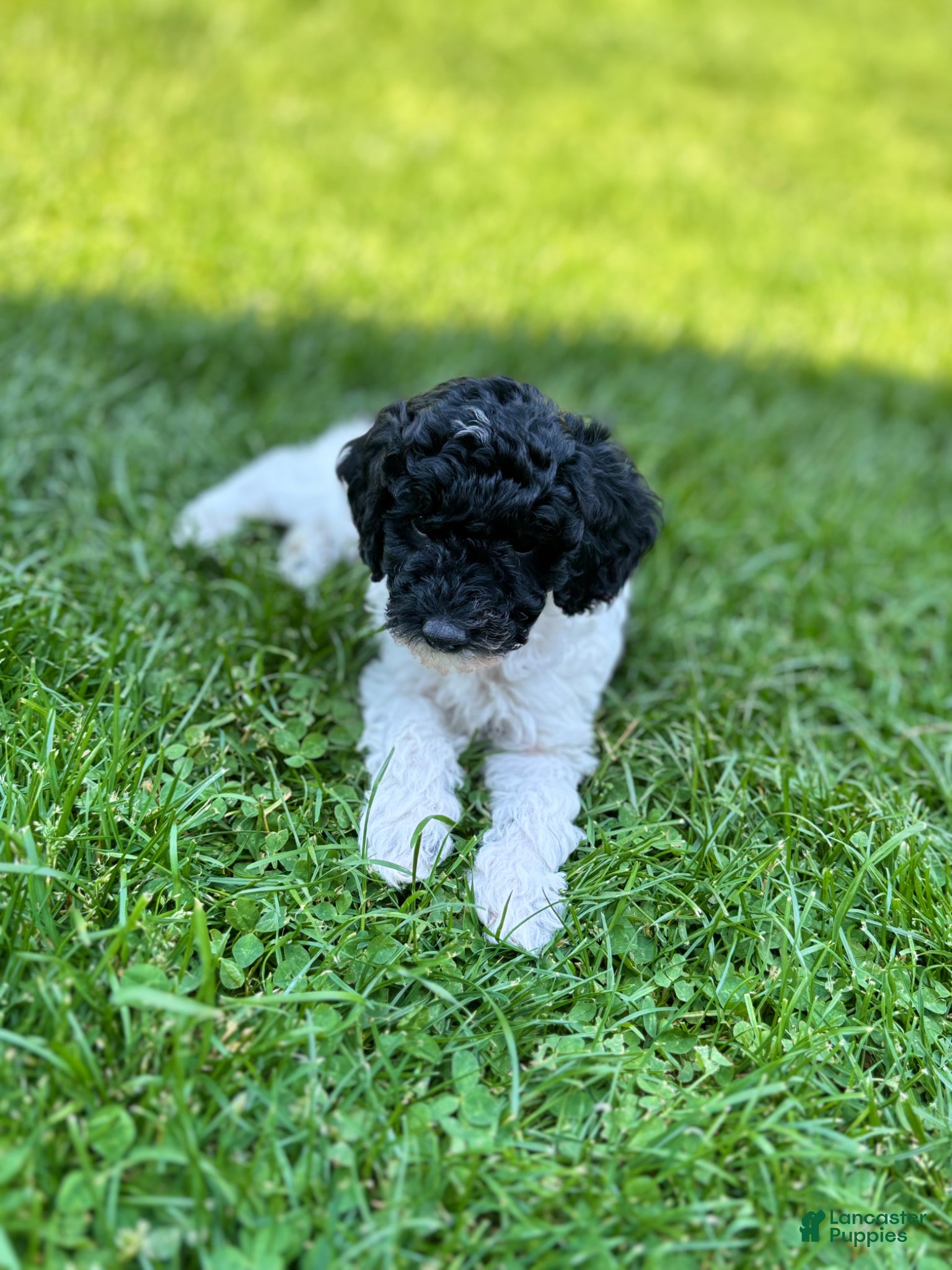 Miniature Poodle dogs Patches - Ad 1