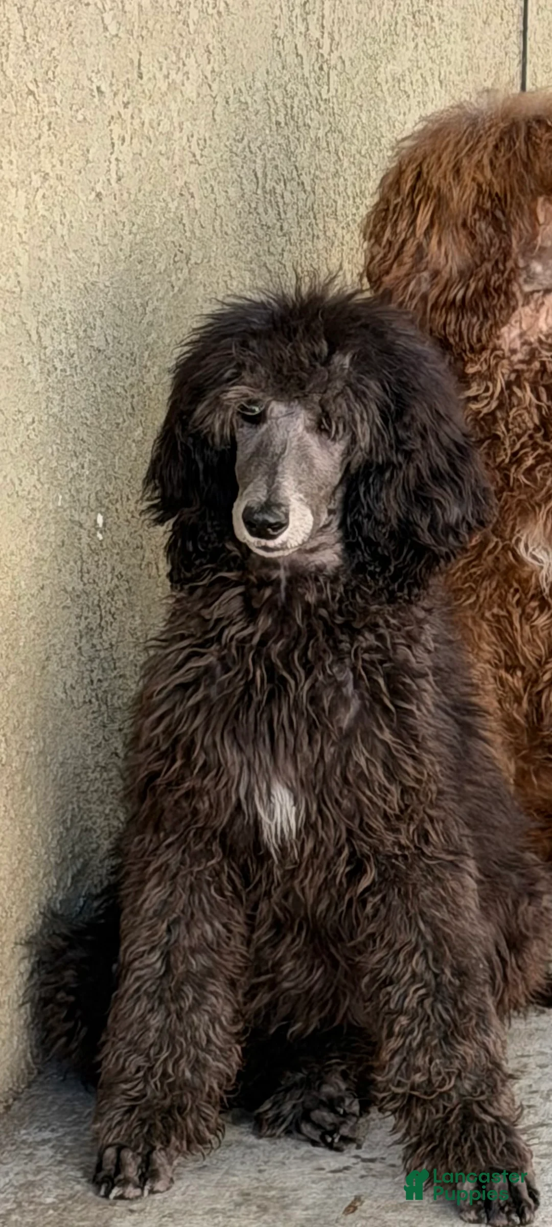 Standard Poodle dogs for sale: Maxine - Ad 2