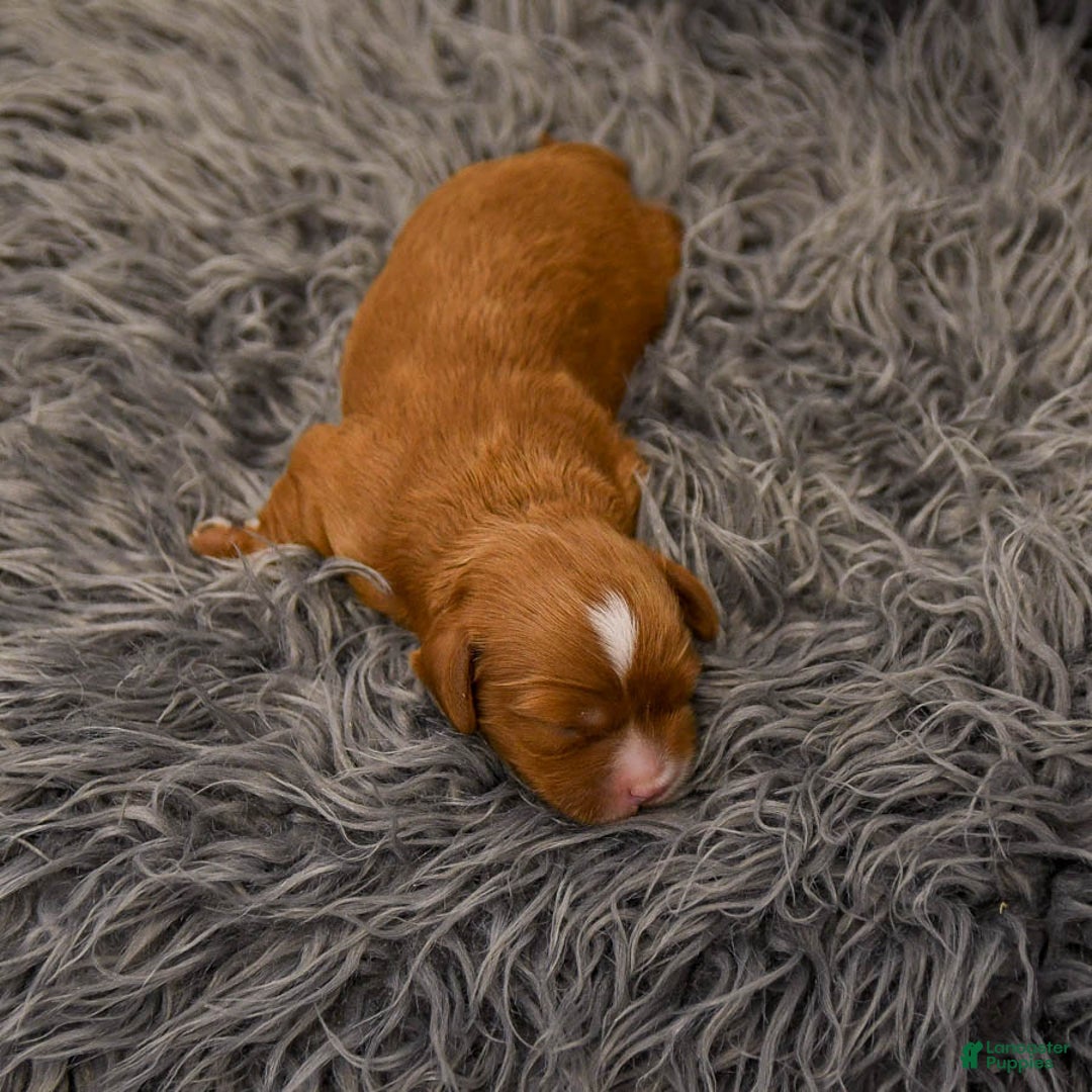 Cavapoo dogs for sale: Monty - Ad 3
