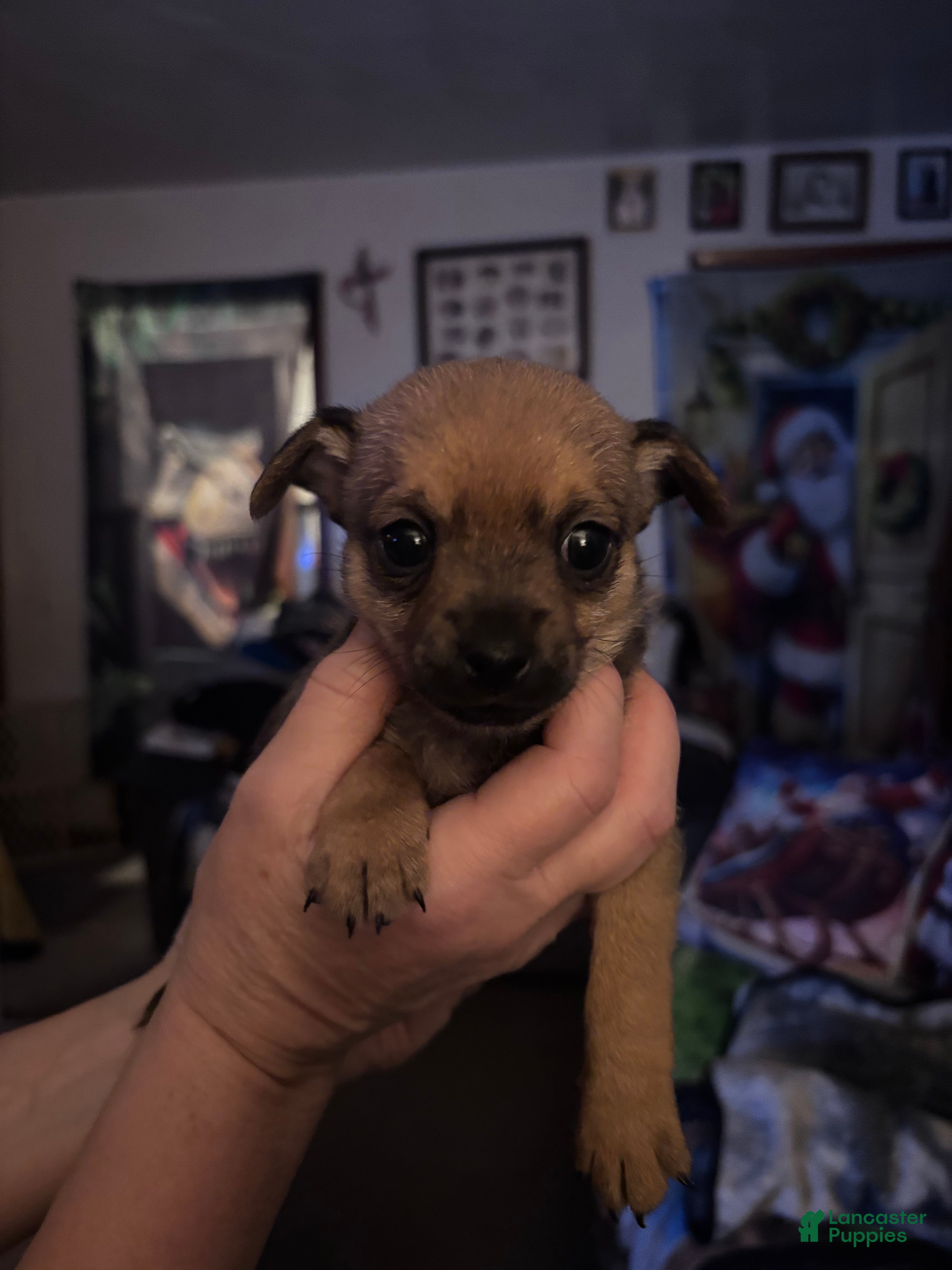 Chihuahua dogs for sale: Chihuahua Puppy 2 - Ad 2
