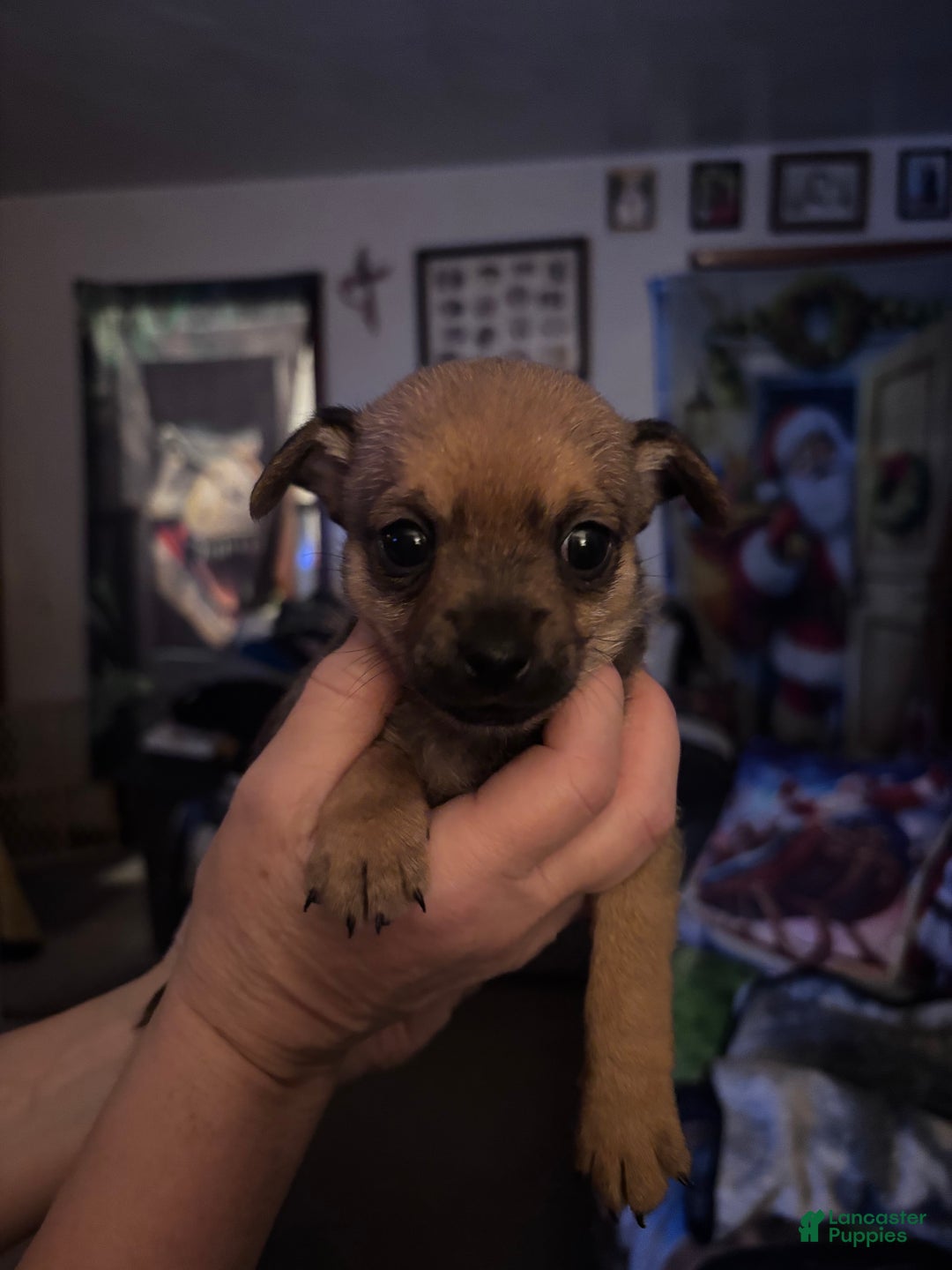 Chihuahua dogs for sale: Chihuahua Puppy 2 - Ad 1