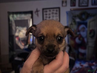 Chihuahua dogs for sale: Chihuahua Puppy 2 - Ad 2
