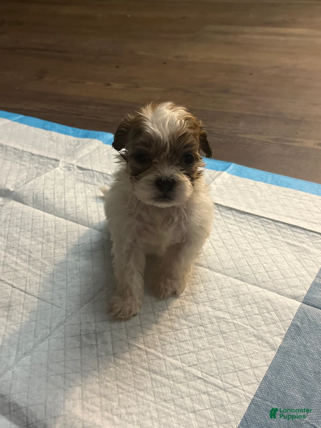 Mixed Breed dogs for sale: Mixed Breed 2 - Ad 2