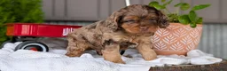 Cockapoo dogs for sale: Baxter - Ad 6