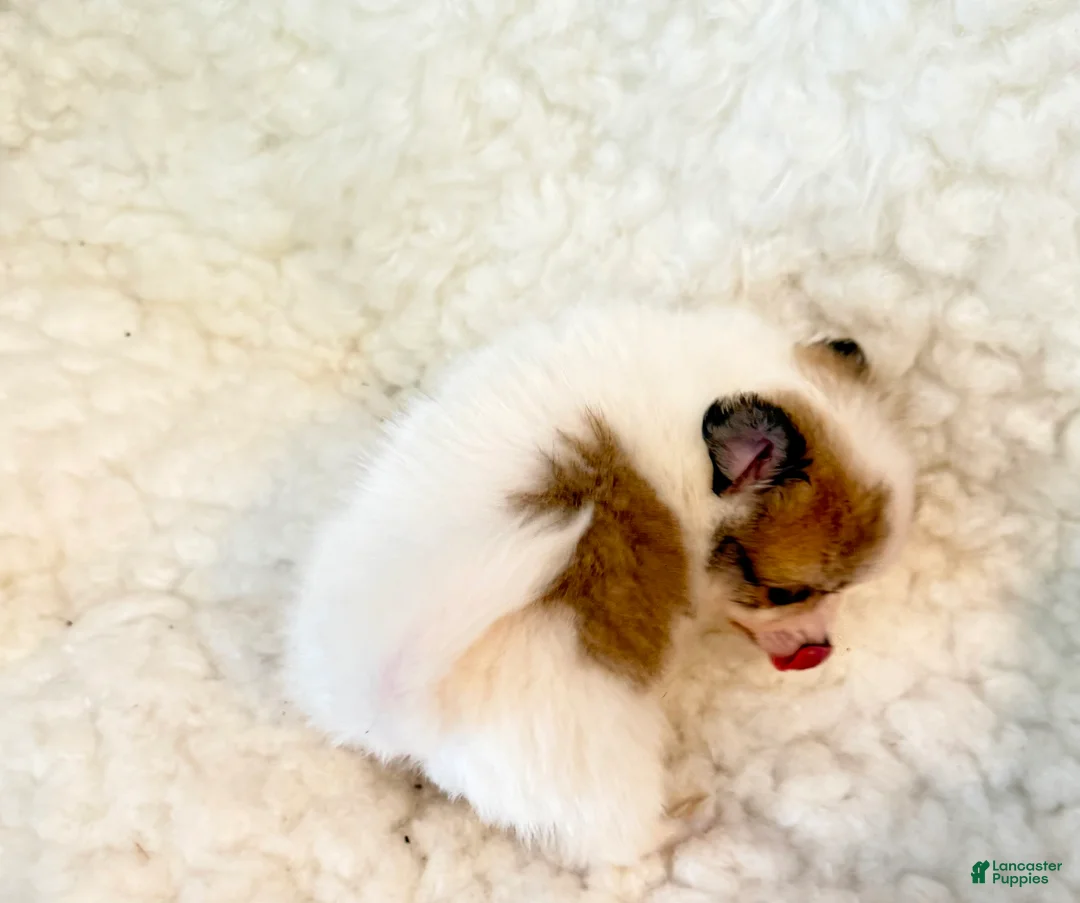 Pomapoo dogs for sale: Tucker Pompoo teacup - Ad 4