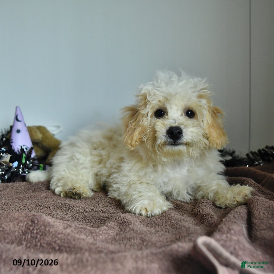 Bichpoo dogs Harry - Ad 1