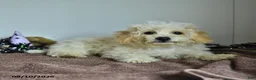 Bichpoo dogs for sale: Harry - Ad 1