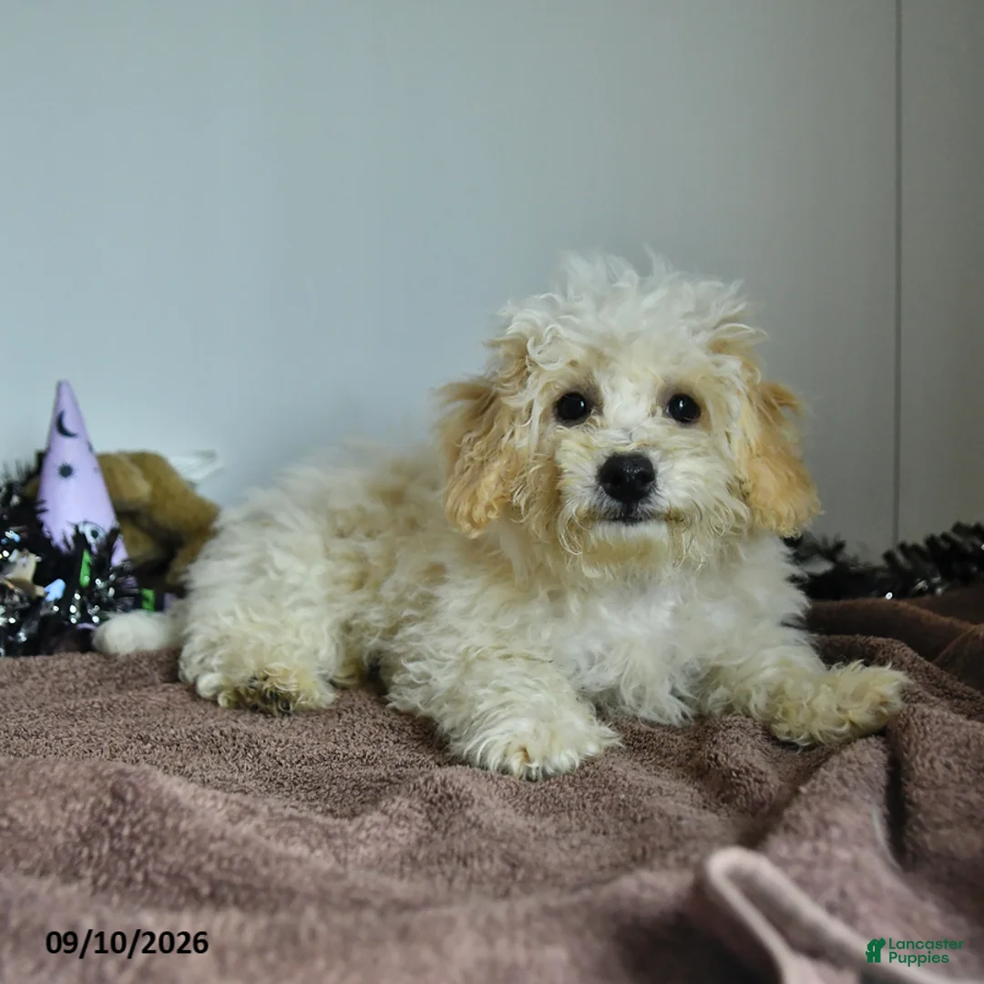 Bichpoo dogs for sale: Harry - Ad 1