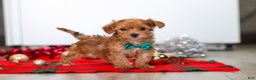 Yorkiepoo dogs for sale: Archie - Ad 2