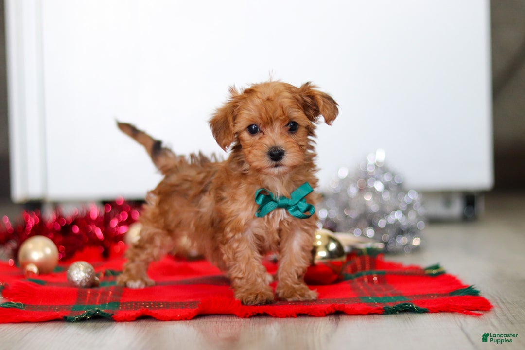 Yorkiepoo dogs for sale: Archie - Ad 2