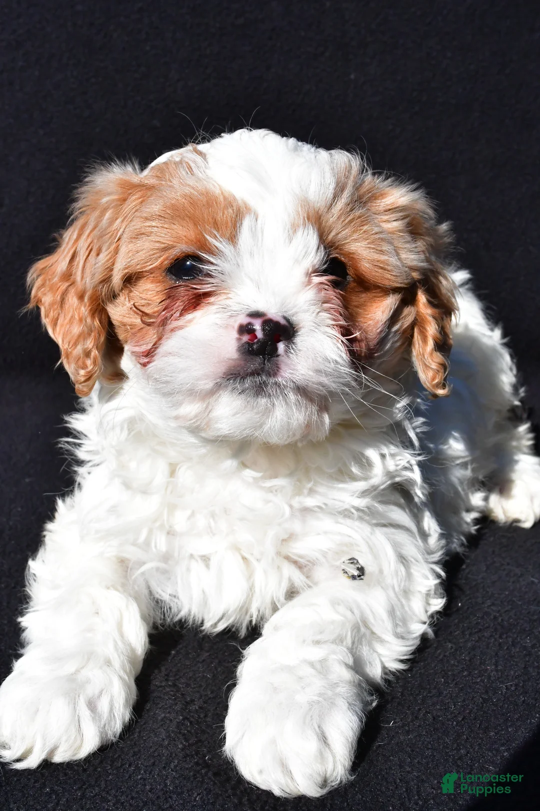 Cavapoo dogs for sale: Bently - Ad 1
