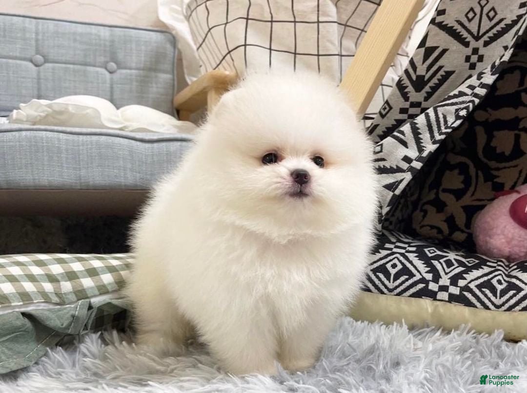 Pomeranian dogs Carter - Ad 2