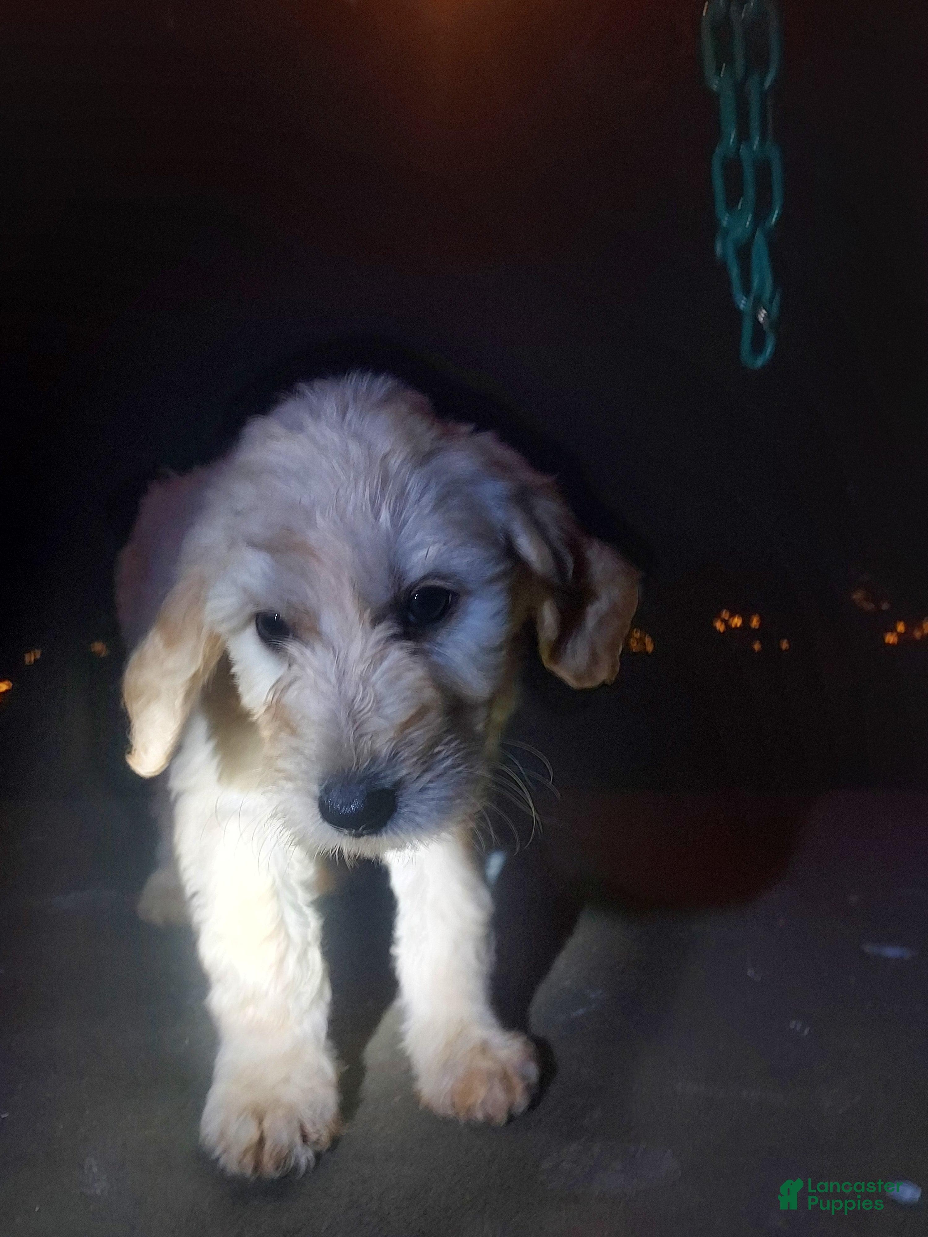 Goldendoodle dogs Goldendoodle Puppy 5 - Ad 16